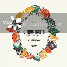 柑橘水果墨水手绘设计图片素材