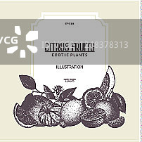 柑橘水果墨水手绘设计图片素材