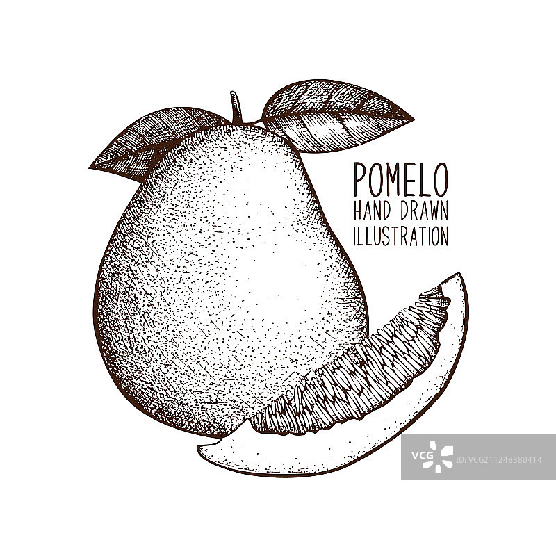 手绘墨水柚子速写图片素材