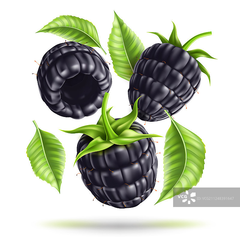 动态逼真多汁黑莓图片素材