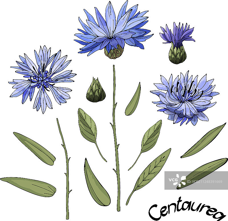 蓝色矢车菊花图片素材