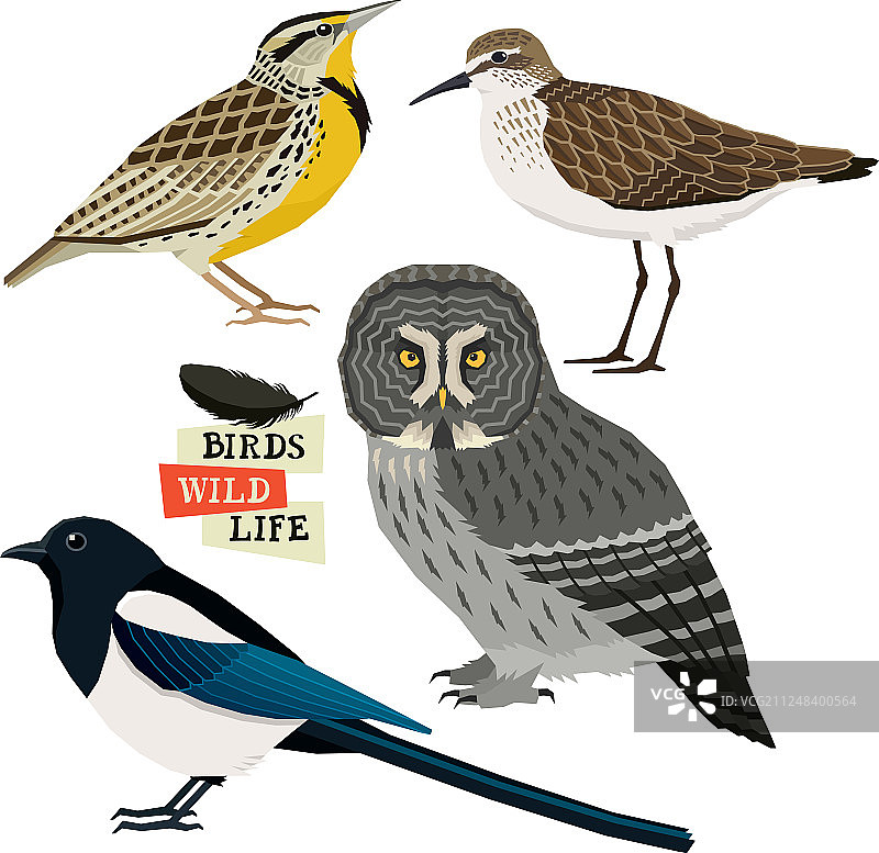 鸟类集合：独立元素图片素材