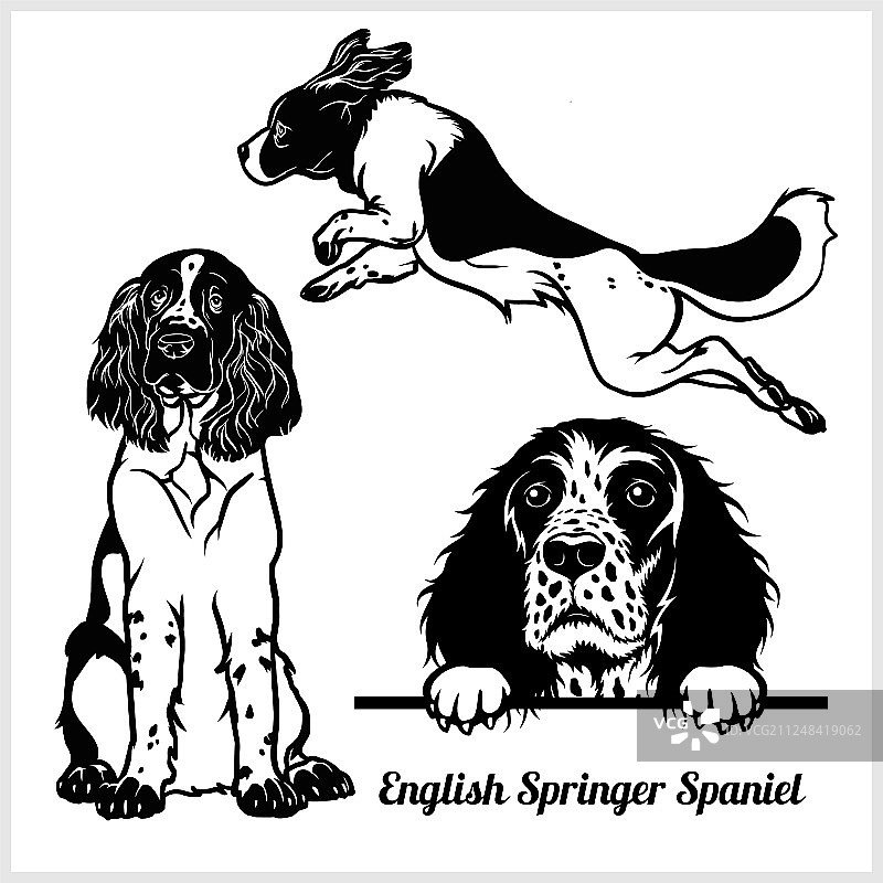 英国激飞猎犬-为图片素材