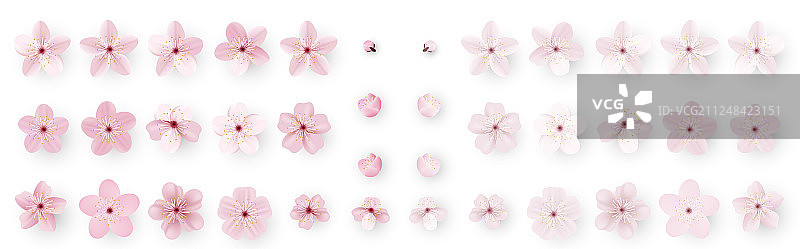 逼真的日本樱花图片素材