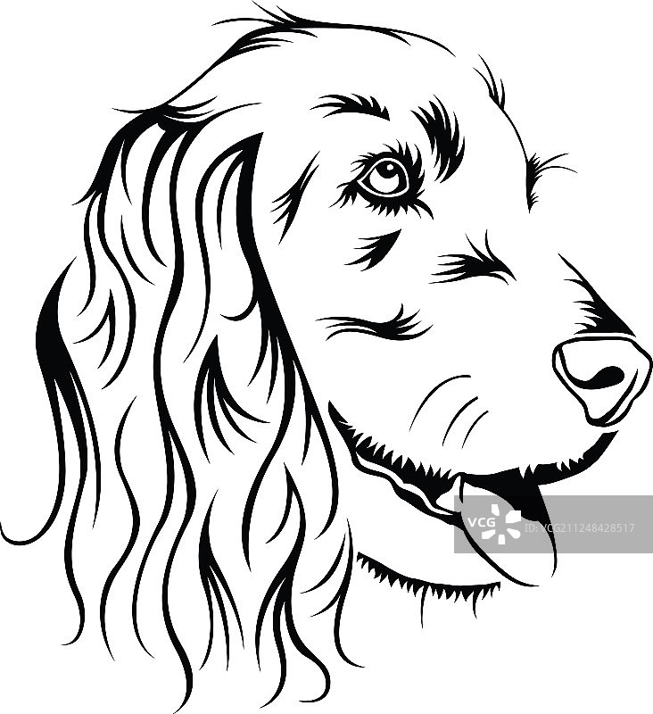 可卡犬图片素材