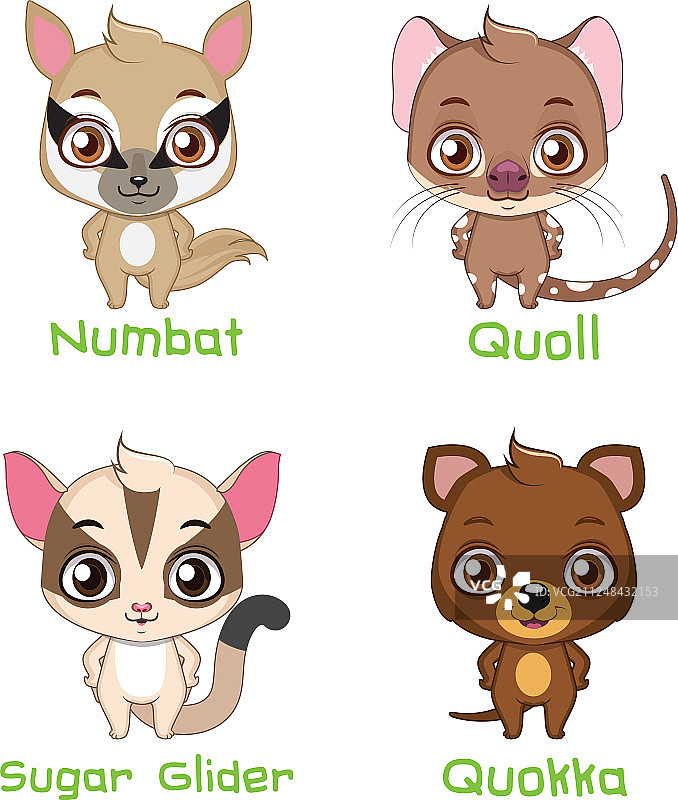 小型有袋动物物种合集图片素材