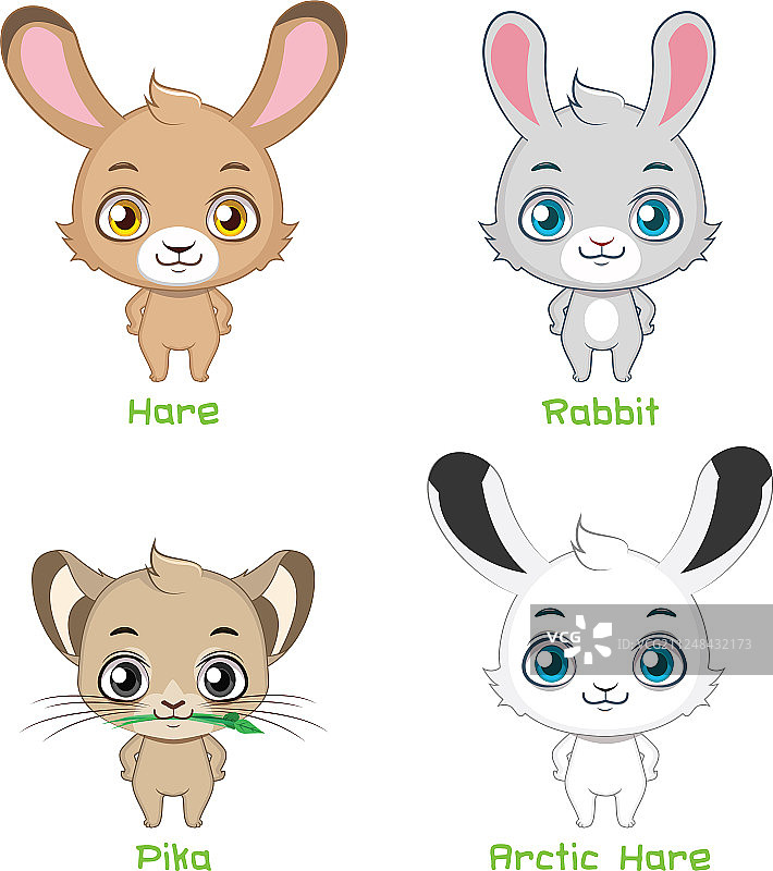 兔子品种合集图片素材