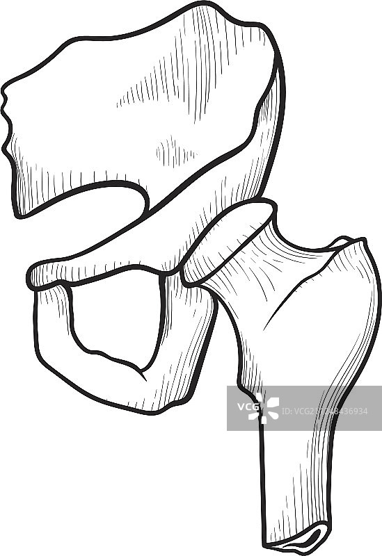 髋骨解剖医学符号图标图片素材