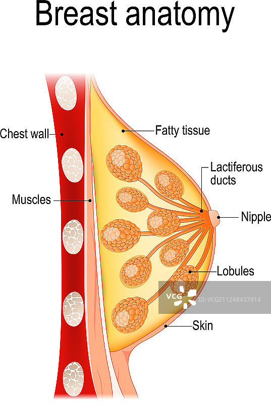 乳房解剖结构图片素材