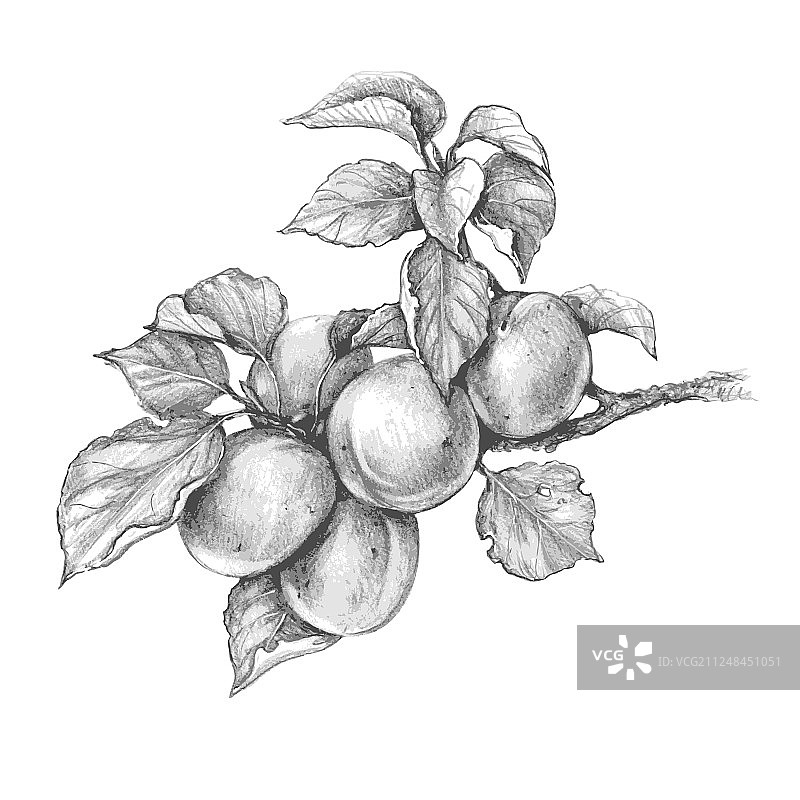 杏树枝铅笔画图片素材
