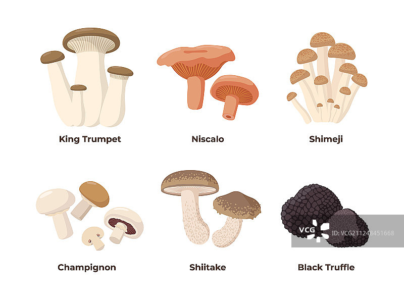扁平风格蘑菇合集图片素材