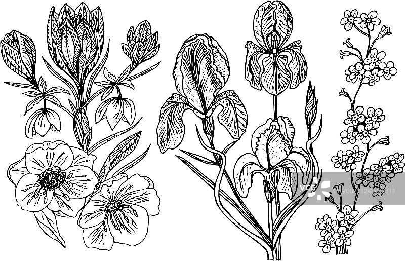 带叶子的婚礼植物野花套装图片素材