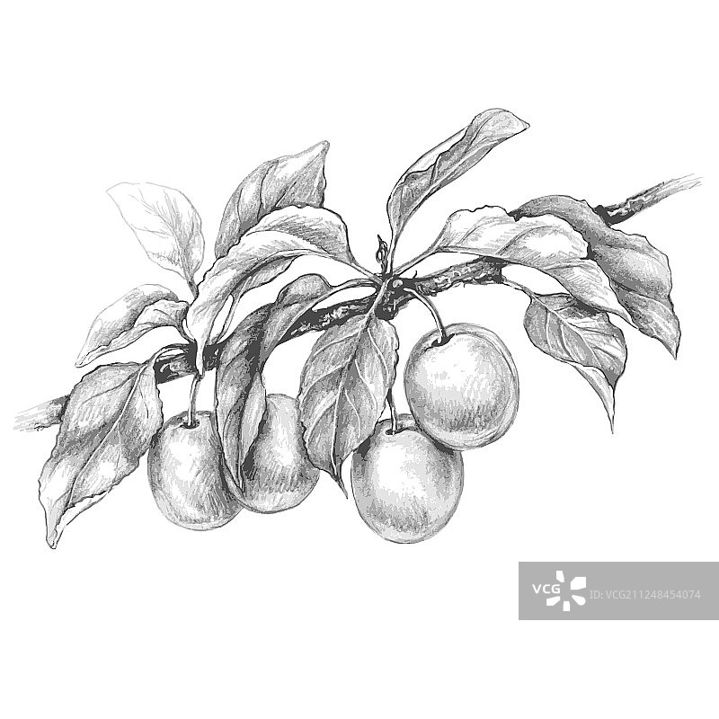 梅花枝铅笔画图片素材