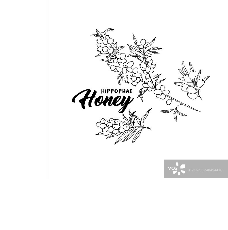 手绘沙棘树枝速写图片素材