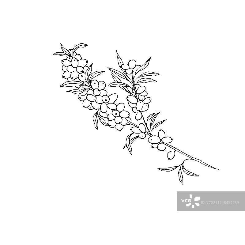 手绘素描沙棘树枝图片素材