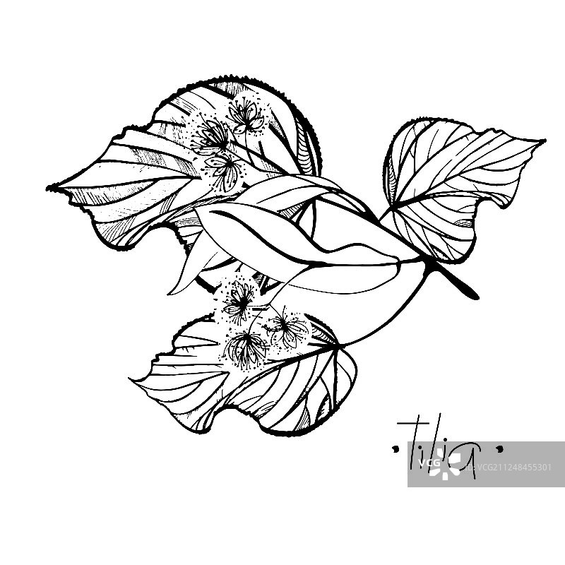 手绘椴树枝叶与花朵图片素材