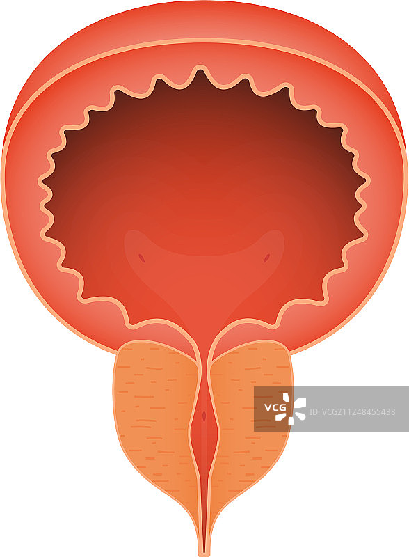 正常健康的前列腺真实写照图片素材