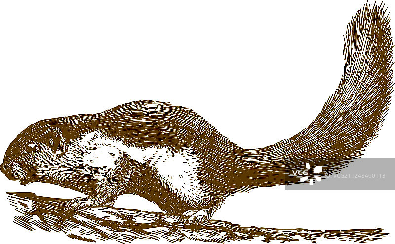 普氏松鼠雕刻图案图片素材
