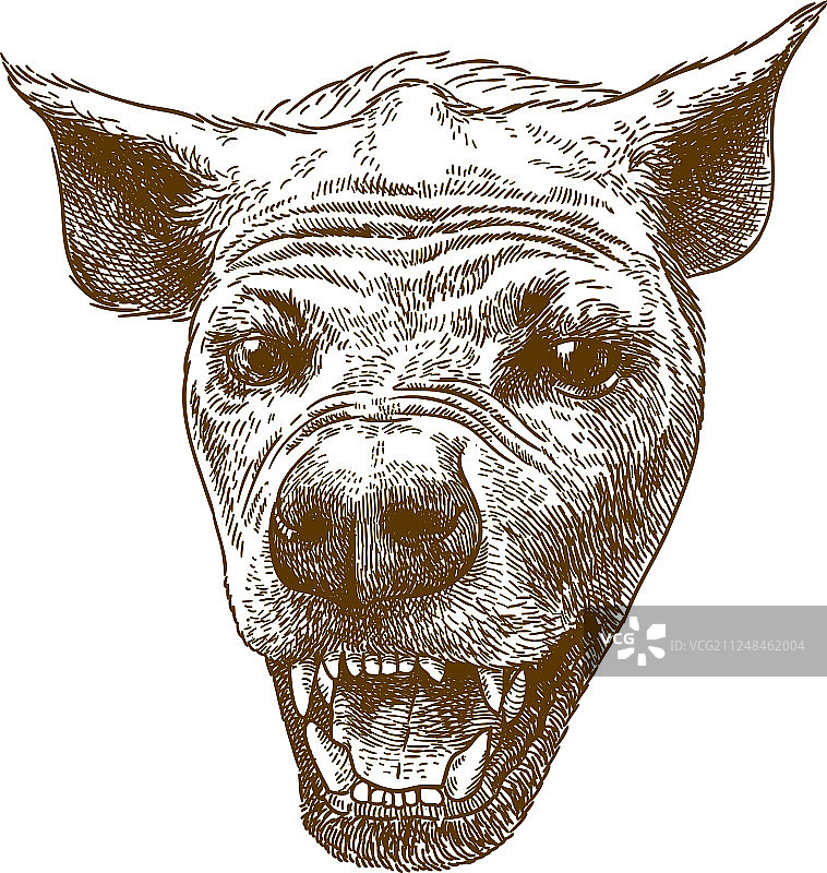 斑鬣狗头部雕刻图片素材
