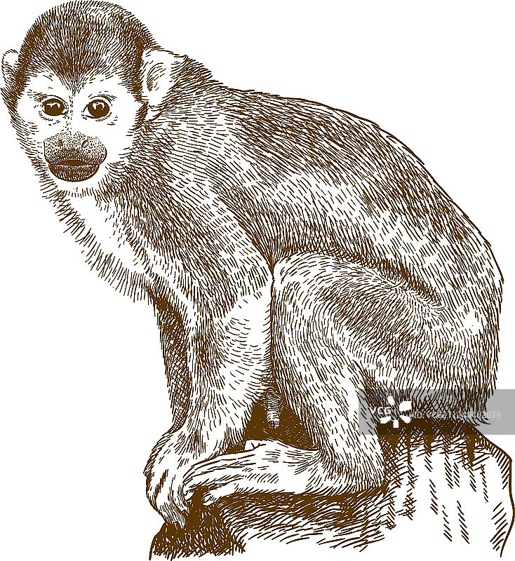 松鼠猴雕刻图案图片素材