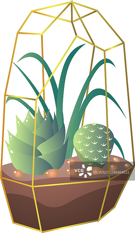 玻璃容器中的绿色多肉植物和仙人掌图片素材