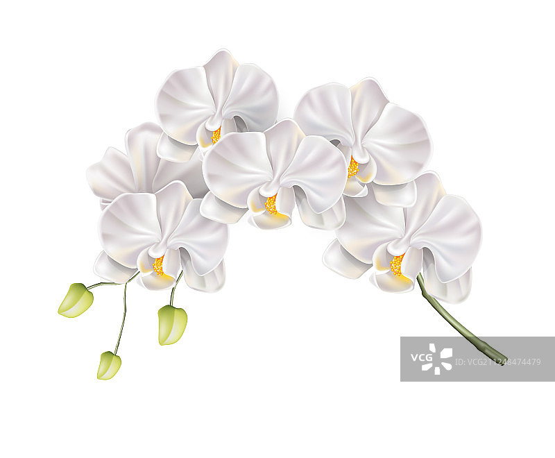 3D白色兰花逼真设计图片素材