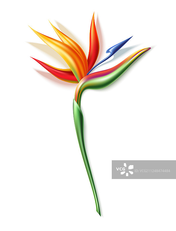 3D写实天堂鸟花朵图片素材