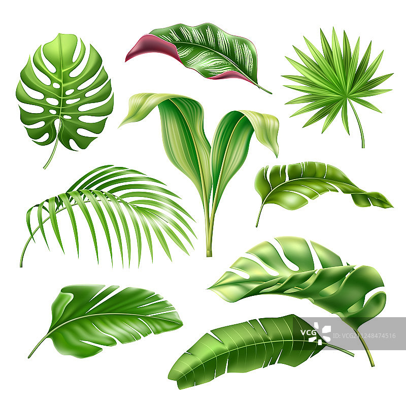 逼真热带叶子龟背竹棕榈组合图片素材