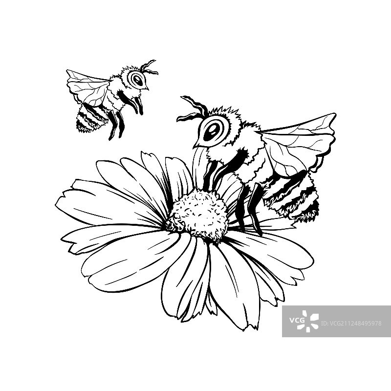 手绘墨水洋甘菊芽和蜜蜂授粉图片素材