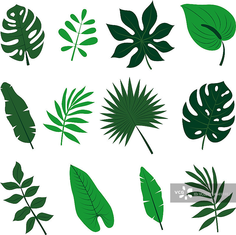 热带树叶合集丛林棕榈叶图片素材