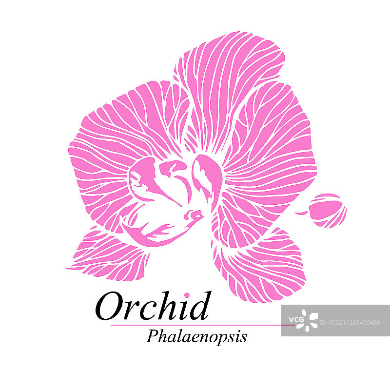 兰花标志标识图片素材