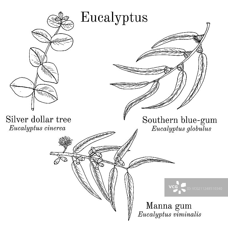 银元树胶和南方蓝图片素材