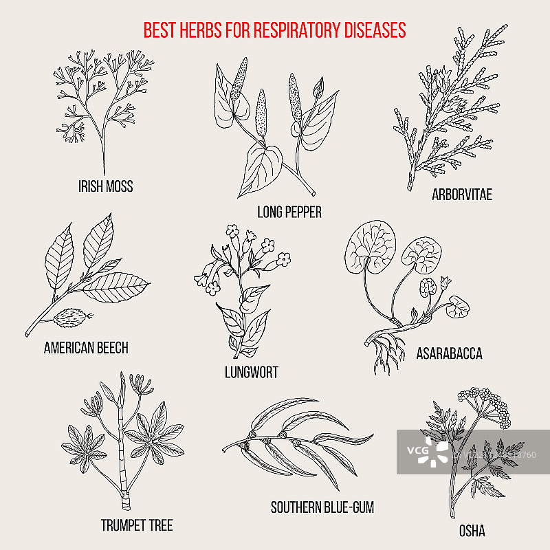 治疗呼吸道疾病的最佳草药图片素材