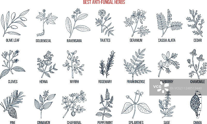 最佳抗真菌草药套装图片素材