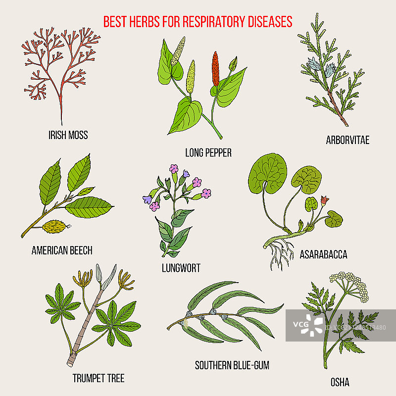 治疗呼吸道疾病的最佳草药图片素材
