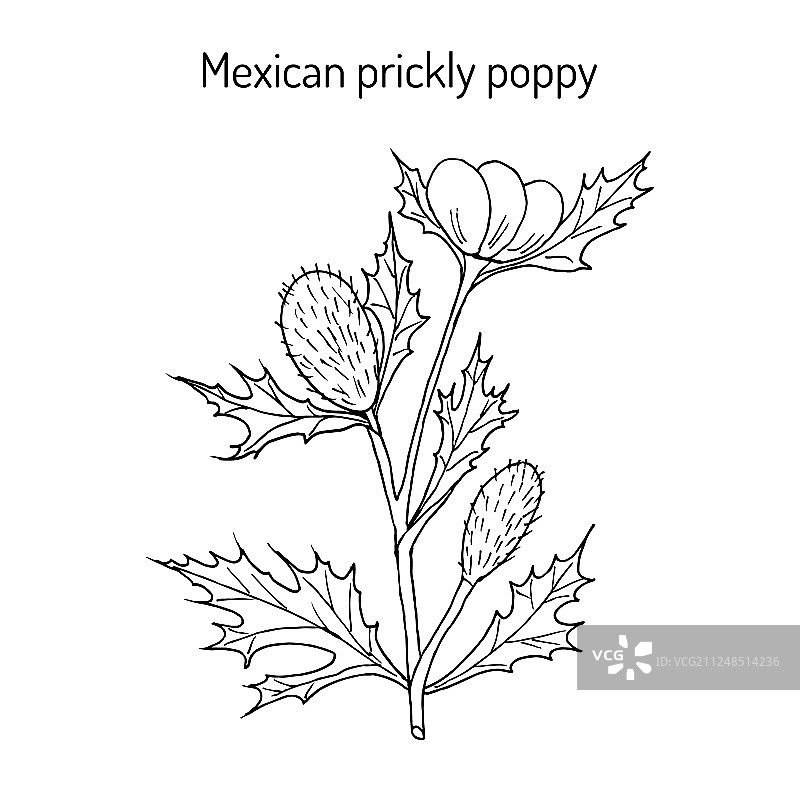 墨西哥刺罂粟图片素材