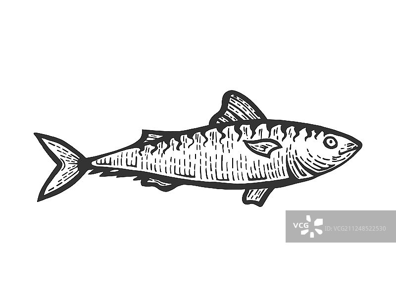 鲱鱼素描雕刻图片素材