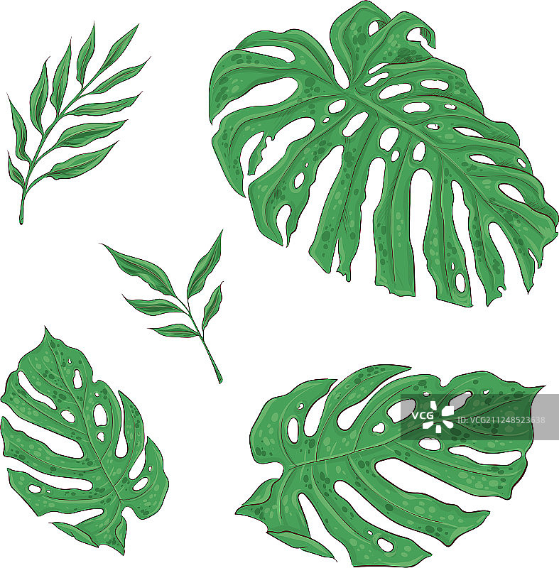 一组明亮的绿色热带叶子图片素材