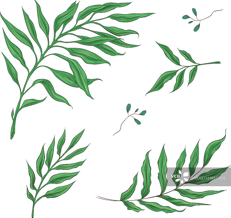 一组明亮的绿色热带叶子图片素材