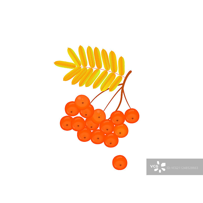 白色背景上孤立的成熟花楸枝图片素材