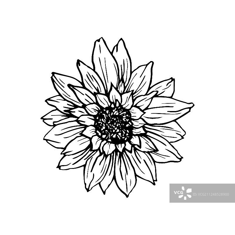 向日葵手绘墨水笔素材图片素材