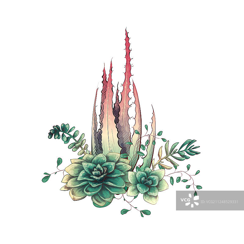 仙人掌和多肉植物卡片图片素材