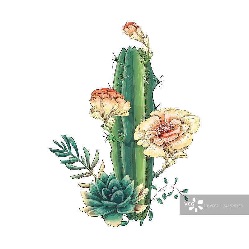 仙人掌和多肉植物卡片图片素材