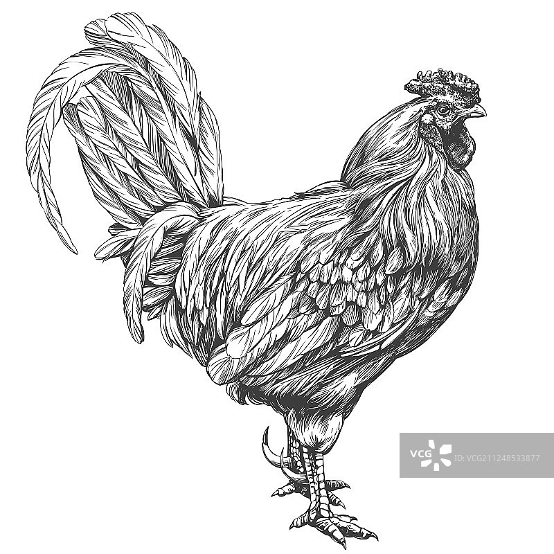 手绘公鸡图片素材