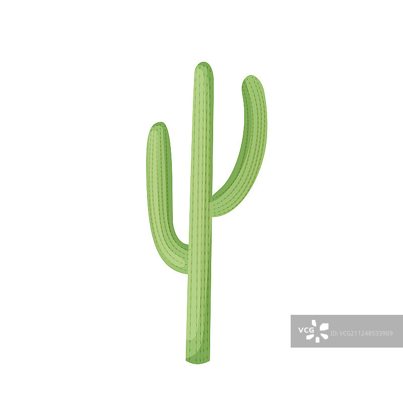 白色背景仙人掌图片素材