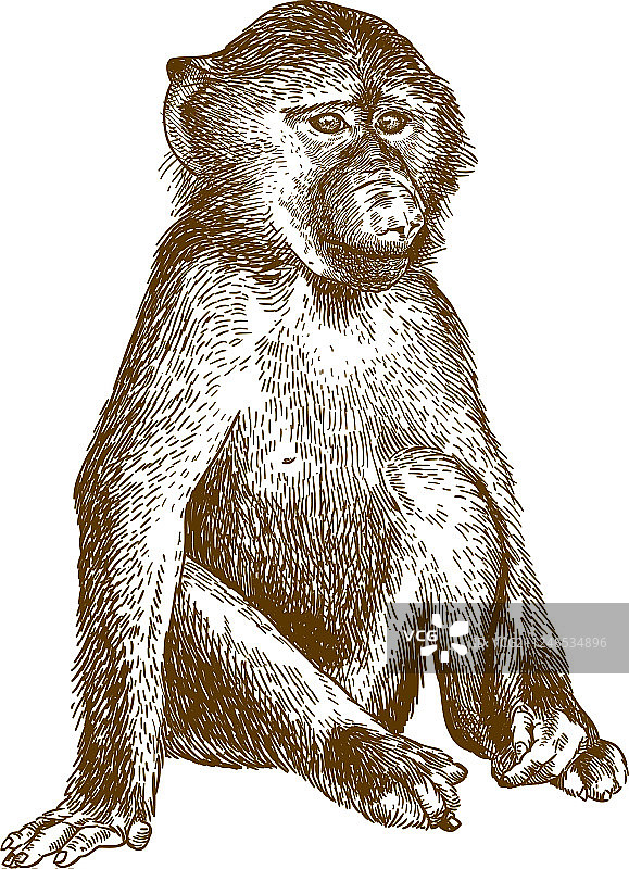 狒狒幼崽雕刻图片素材