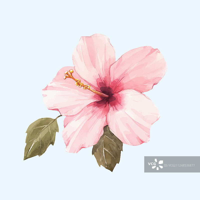 水彩芙蓉花图片素材