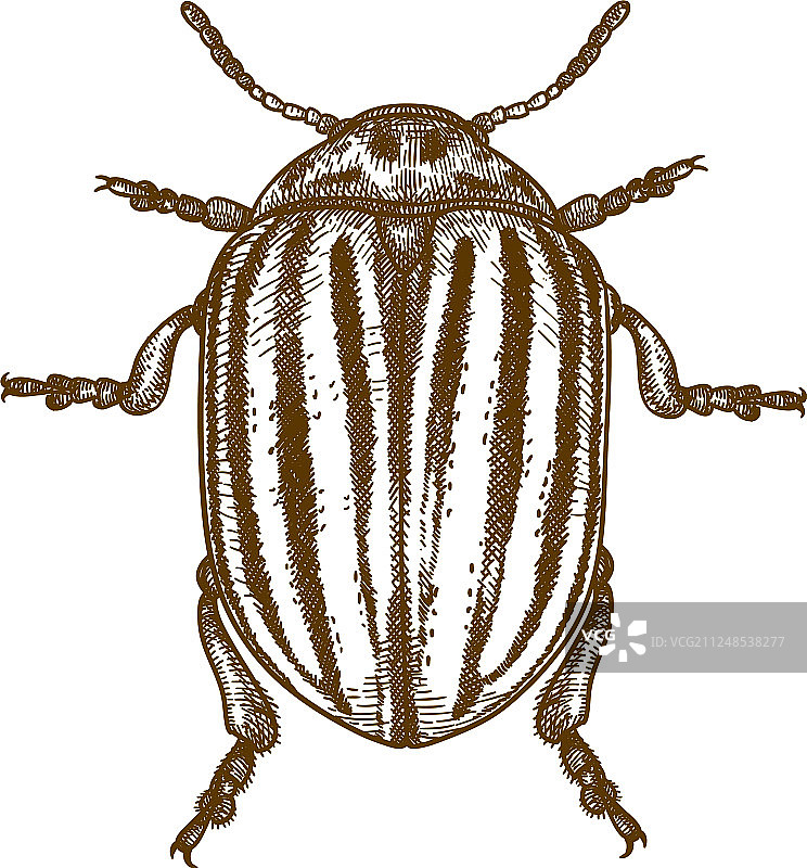 科罗拉多甲虫雕刻图片素材
