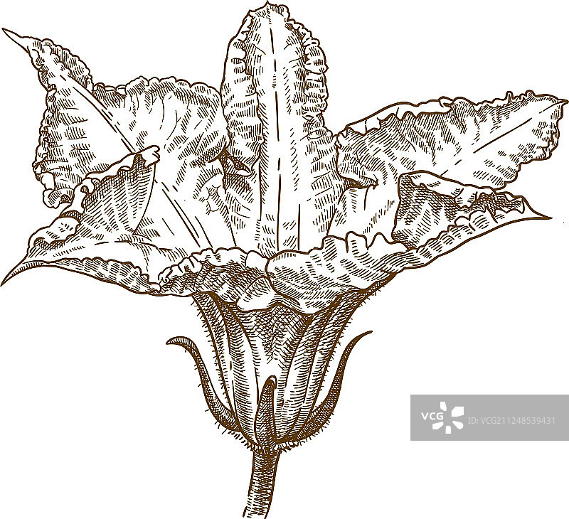 南瓜花雕刻图片素材