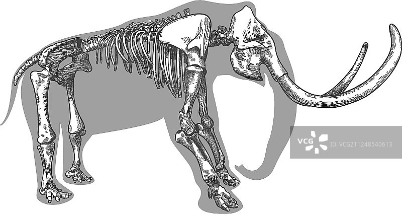猛犸象骨骼雕刻图片素材
